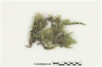 藏品(大灰氣苔)的圖片